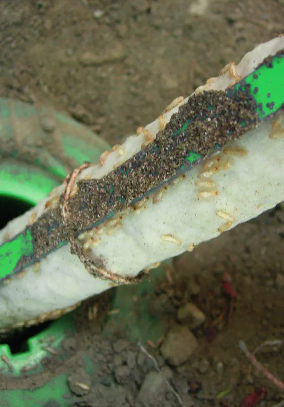 Appat consomme par des termites