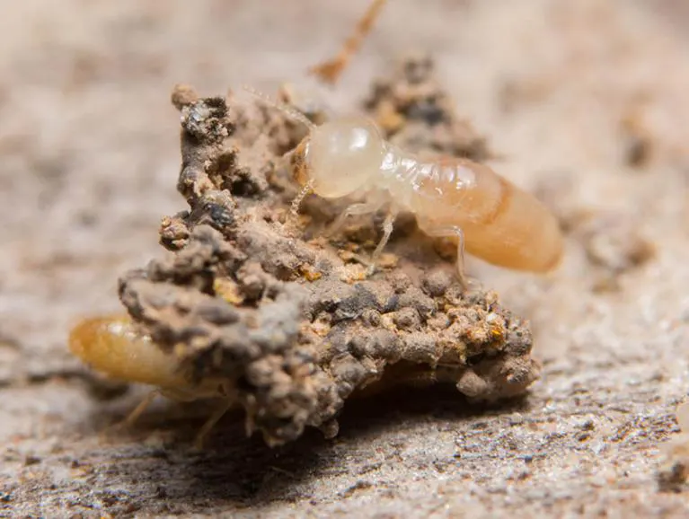 traitement anti-termites en vendée