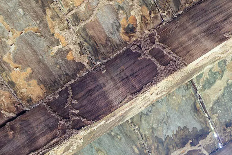 cordonnet de termites en vendee