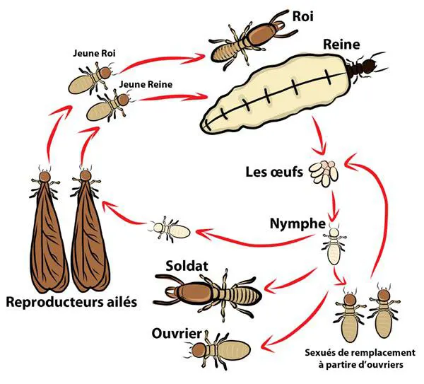 organisation colonies termites