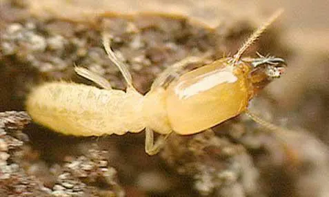 termit parasite du bois