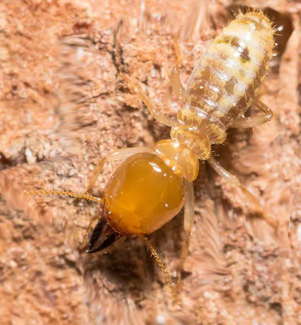 les termites par temites-vendee