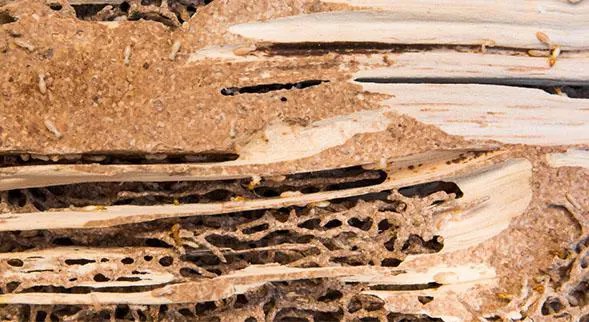 traitement termites en vendee